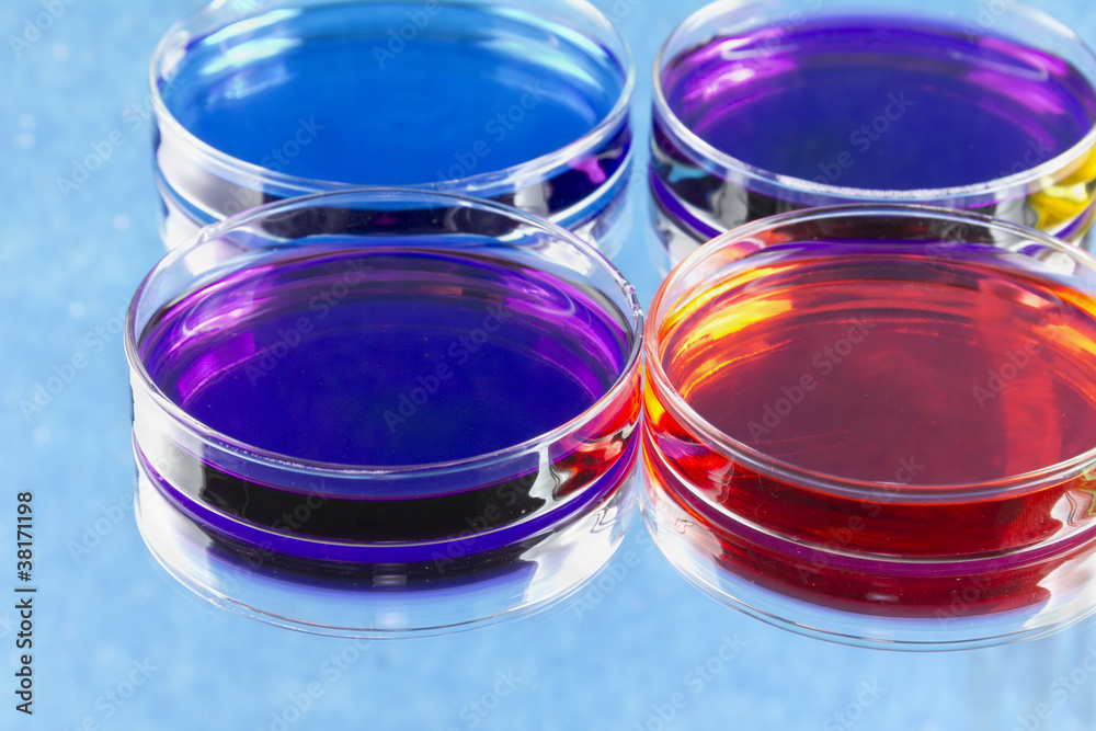 four petri dishes four petri dishes