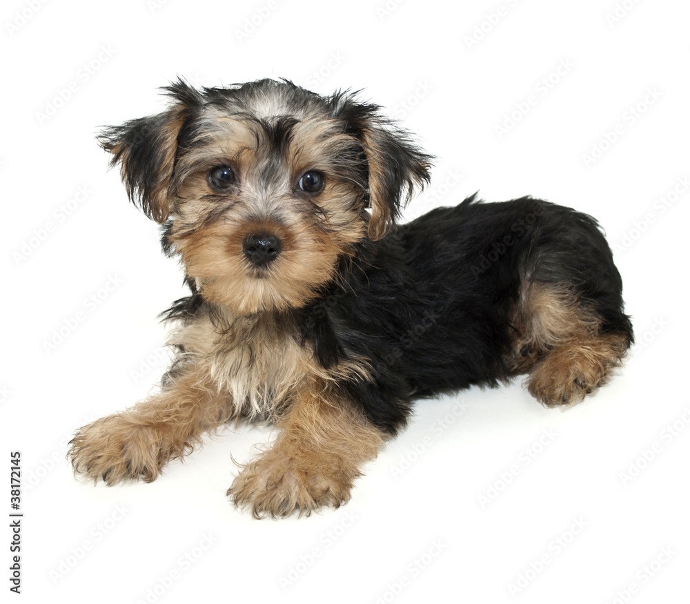 Morkie Puppy