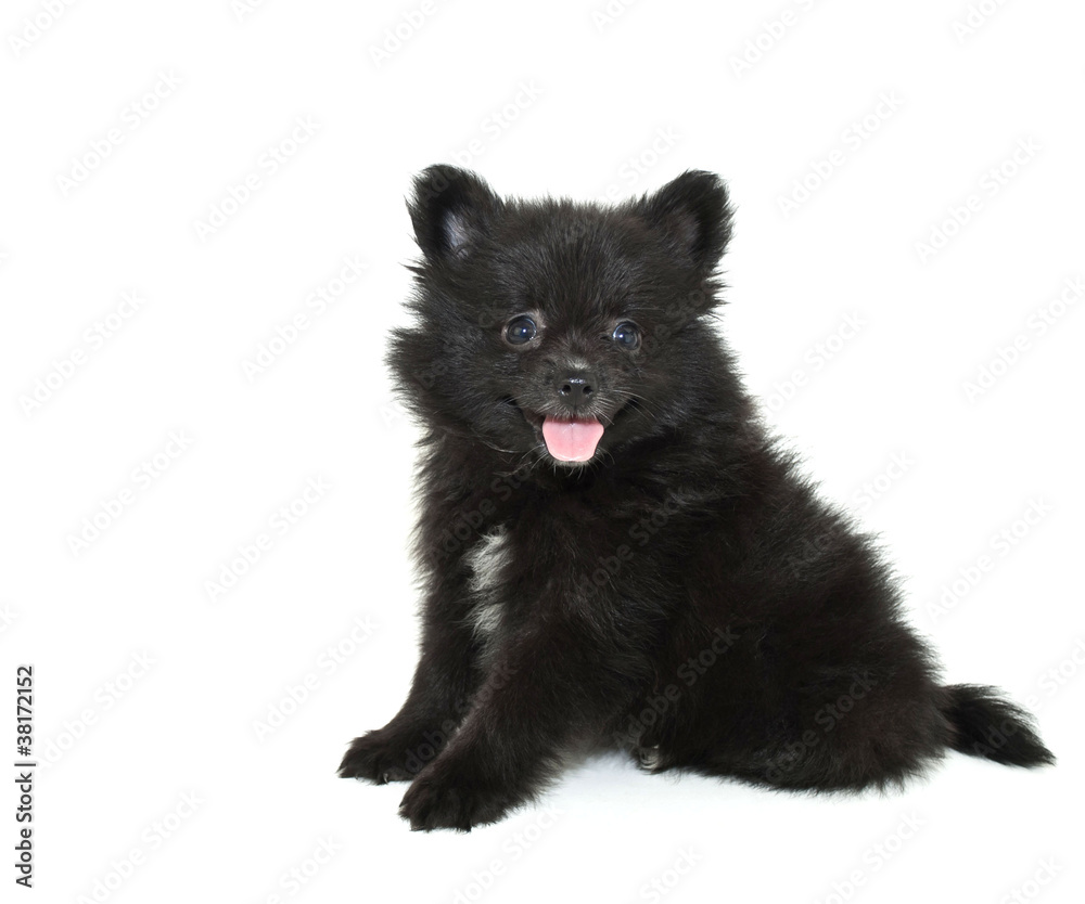 Obraz premium Black Pomeranian Puppy