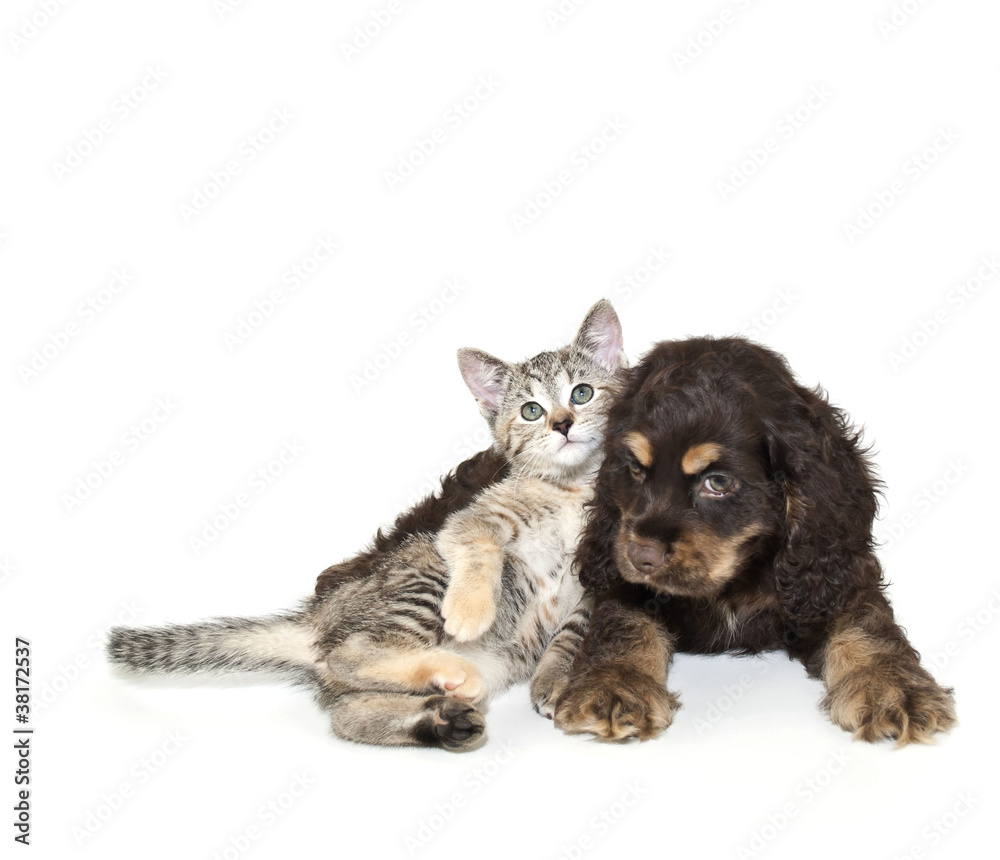 Very SweetPuppy and Kitten