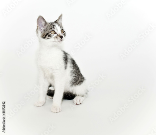 Cute Kitten