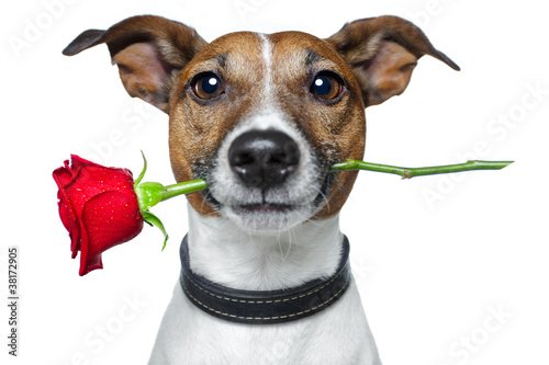 Dog with red rose © Javier brosch
