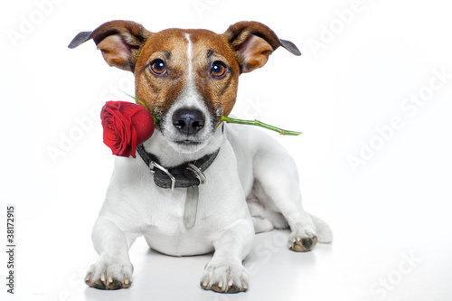 dog with red rose