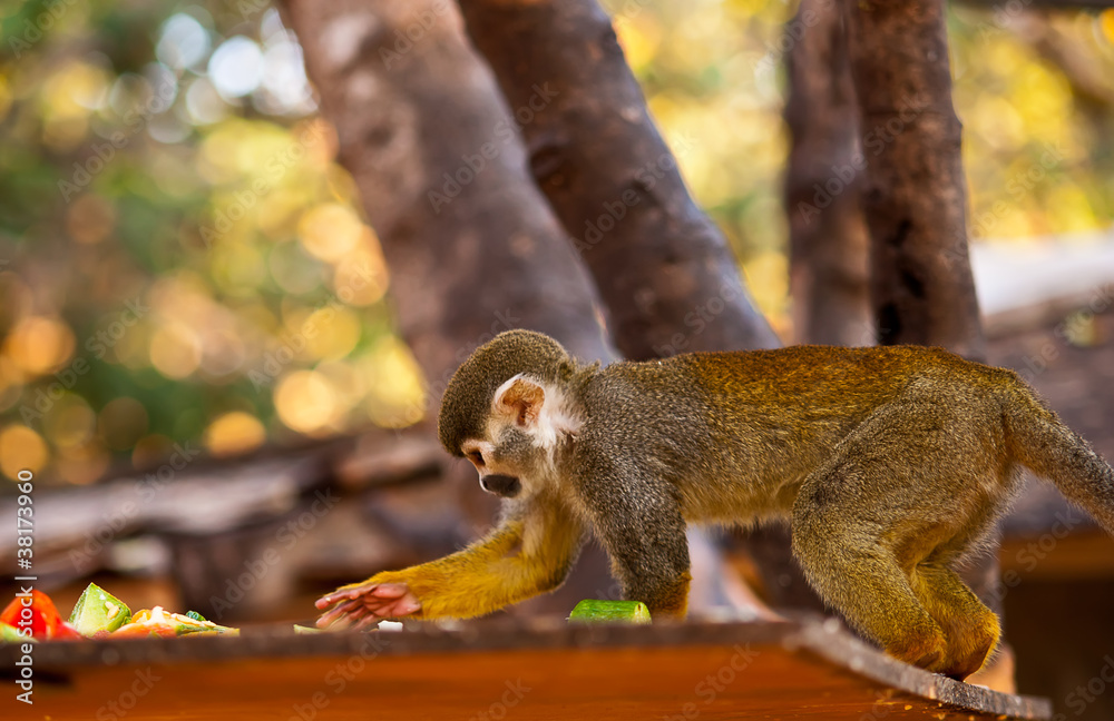 Obraz premium Portrait of a cute squirrel monkey .