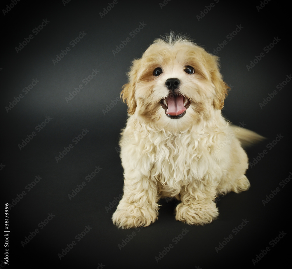 Cute Buff Puppy Cute Buff Puppy
