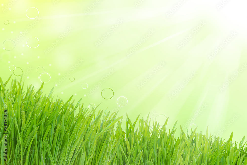Naklejka Sunny highlight and green grass