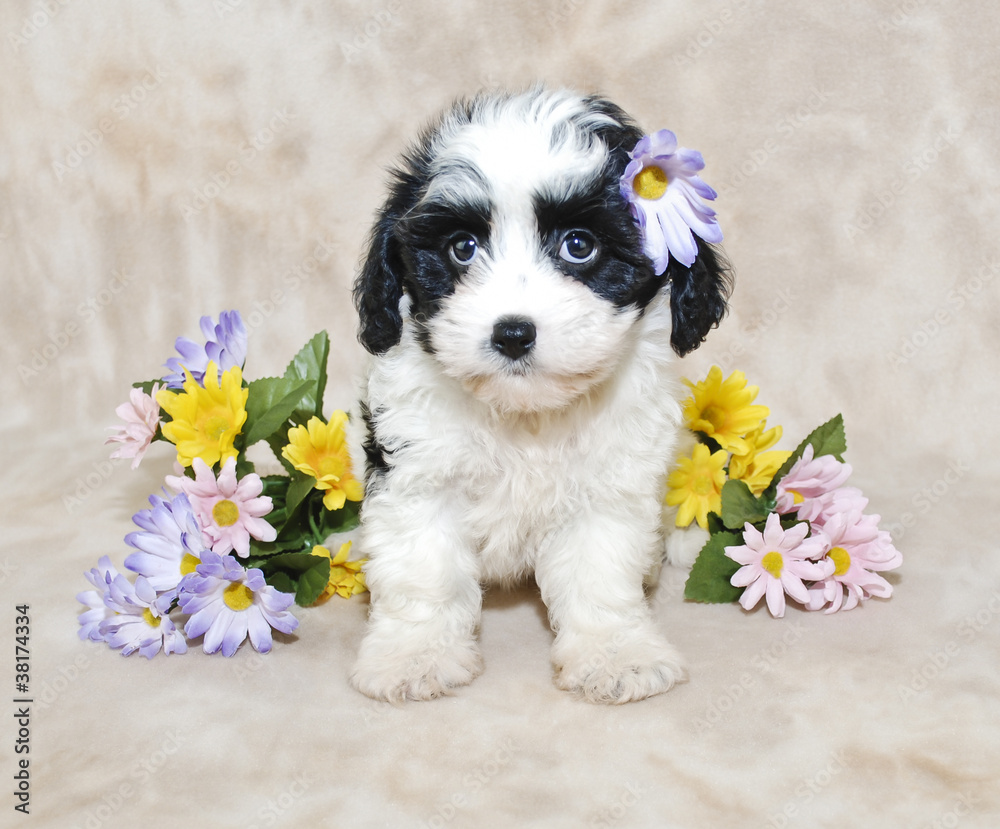 Fototapeta premium Cavachon Puppy