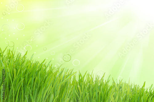 Sunny highlight and green grass