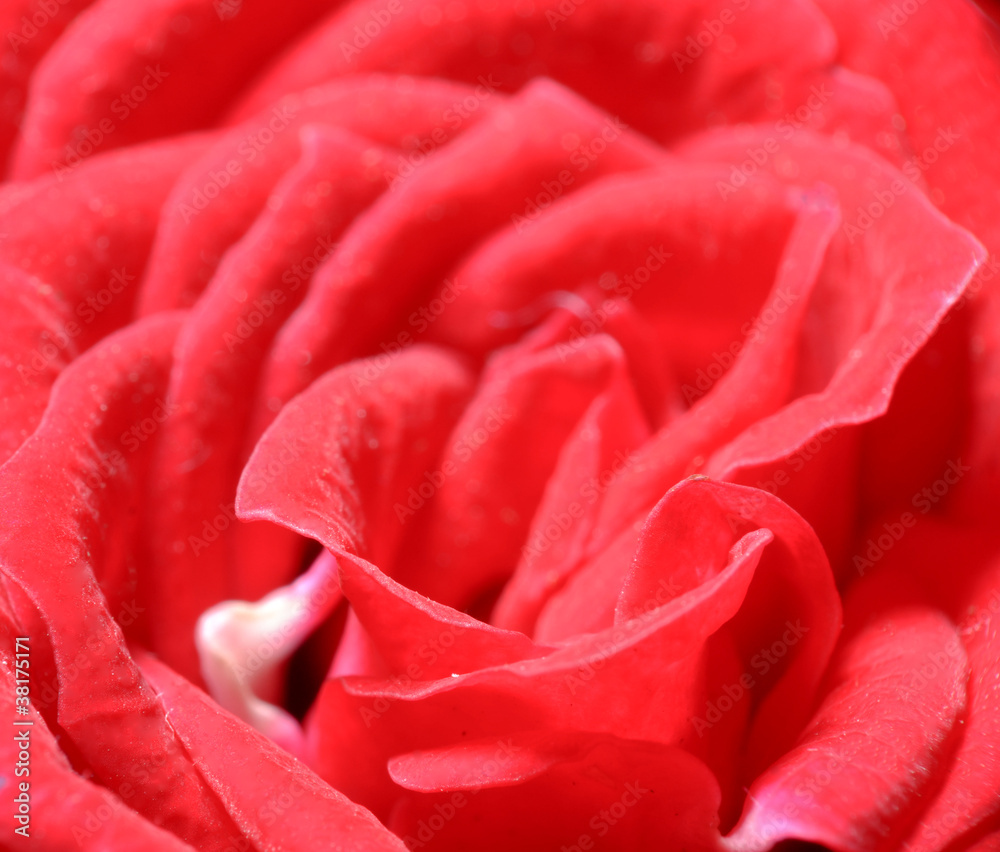 Rote Rose. Postkarte Rote Rose. Postkarte