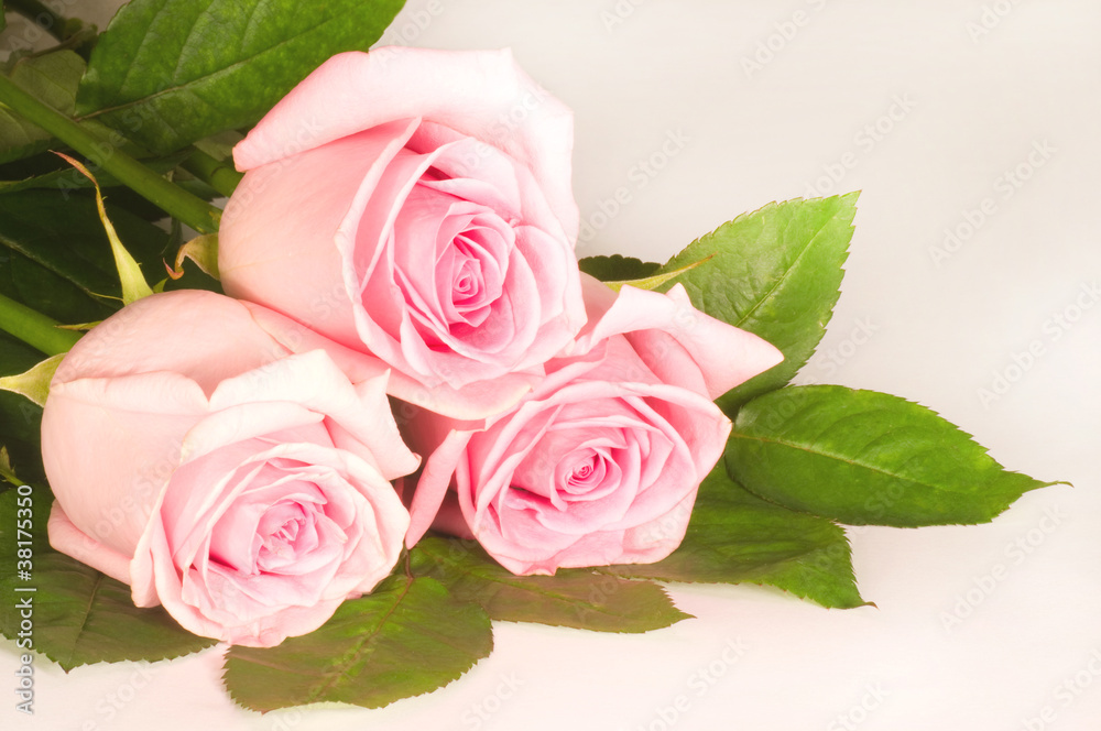 Fototapeta premium Beautiful pink rose isolated on white background
