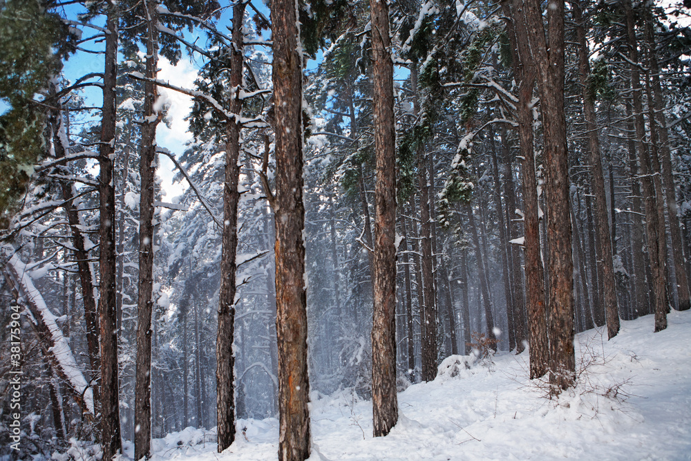 Fototapeta premium Forest in snow