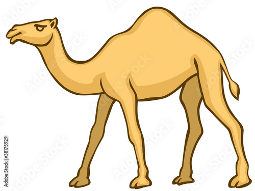 Camel
