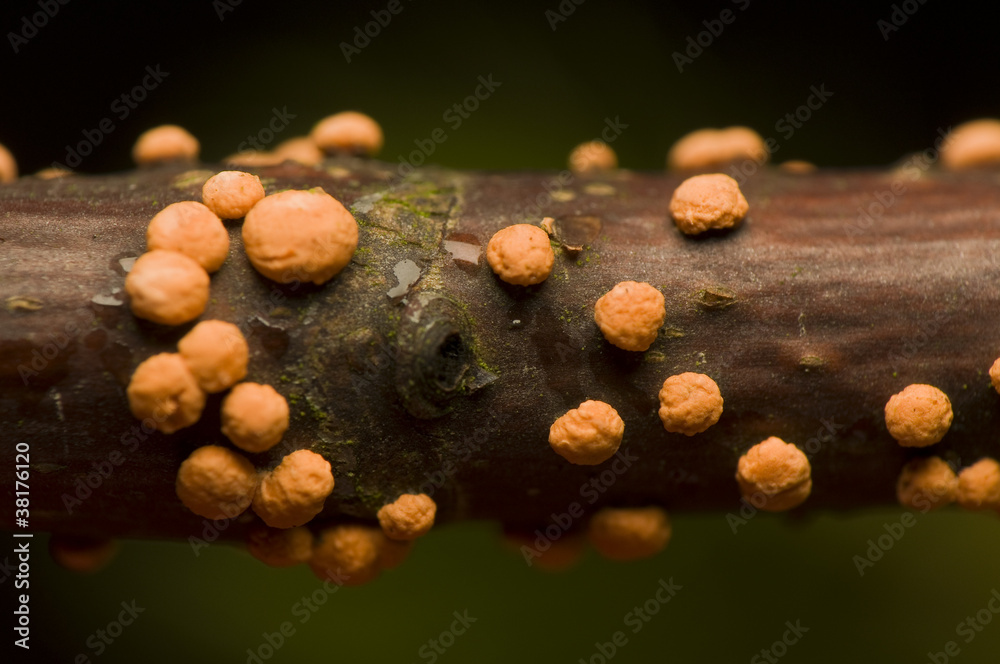 Nectria cinnabarina