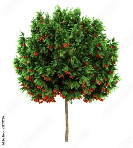 european rowan tree isolated on white background photo