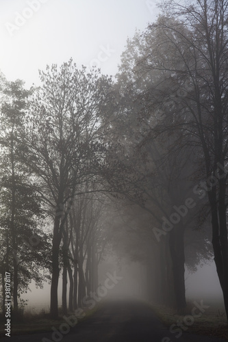 foggy european country road