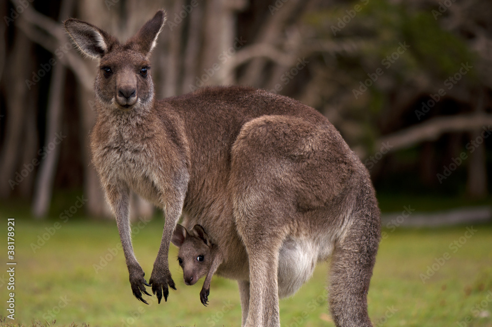 kangaroo with joey in pouch