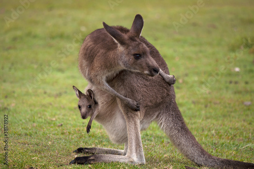 Kangaroo Mother with Baby Joey in Pouch