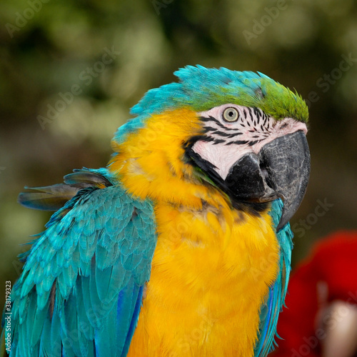 blue macaw bird