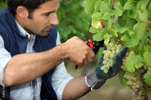 grape-picker in vineyard with clippers