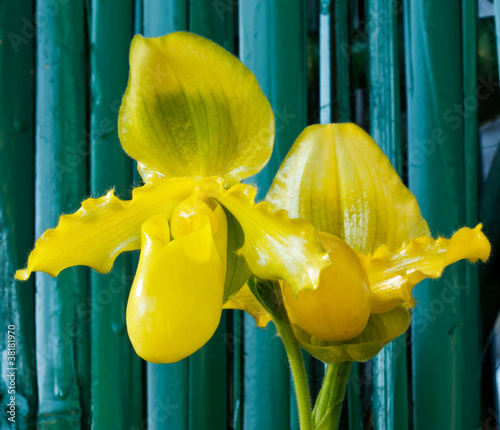 paphiopedilum orchid, lady-slipper or lady's slipper photo