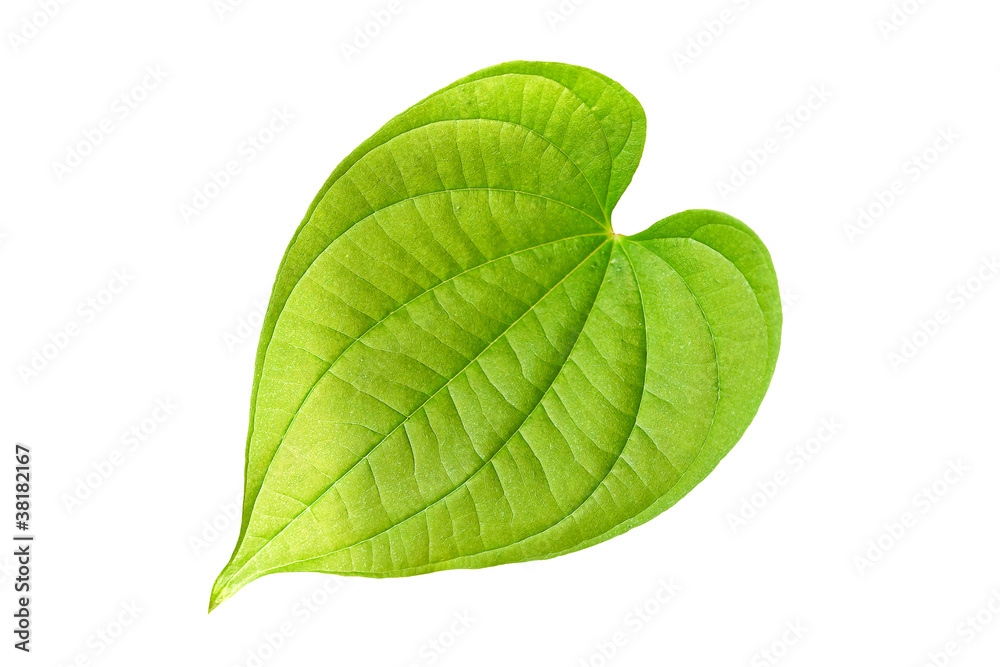Obraz premium Heart-shaped leaves.