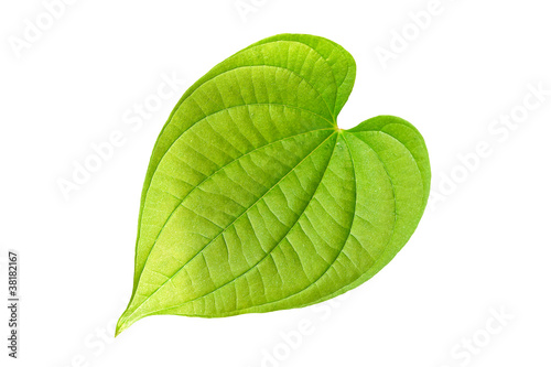 Heart-shaped leaves.