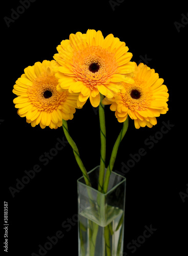 yellow gerbera in a vase on a black background