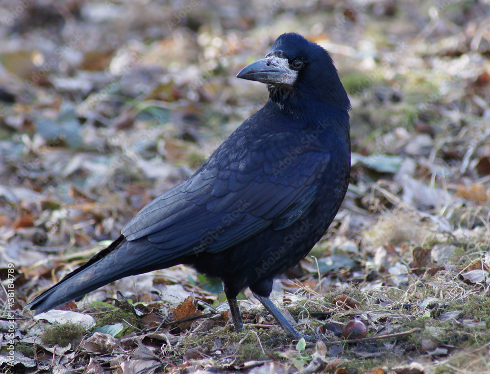 Obraz premium Crow