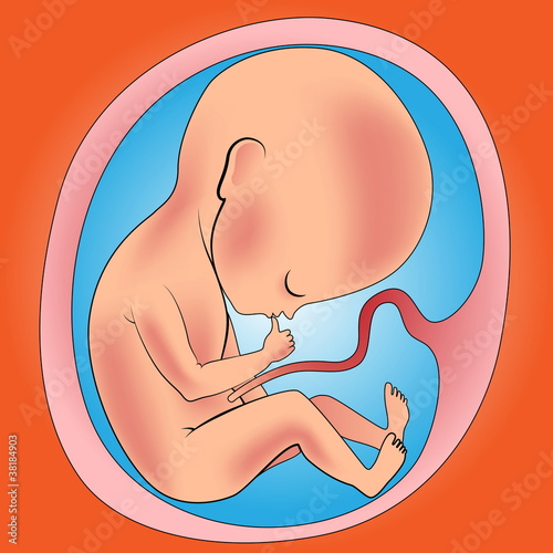 fetus in womb vector illustration