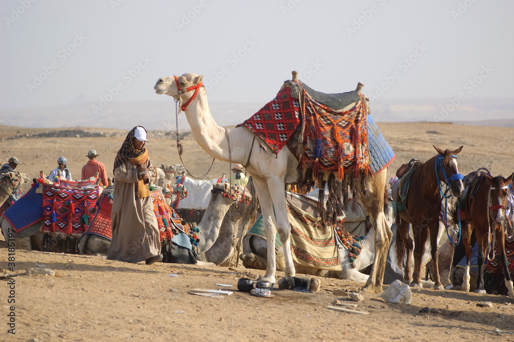 Obraz premium Bedouin with camel on desert of Egypt