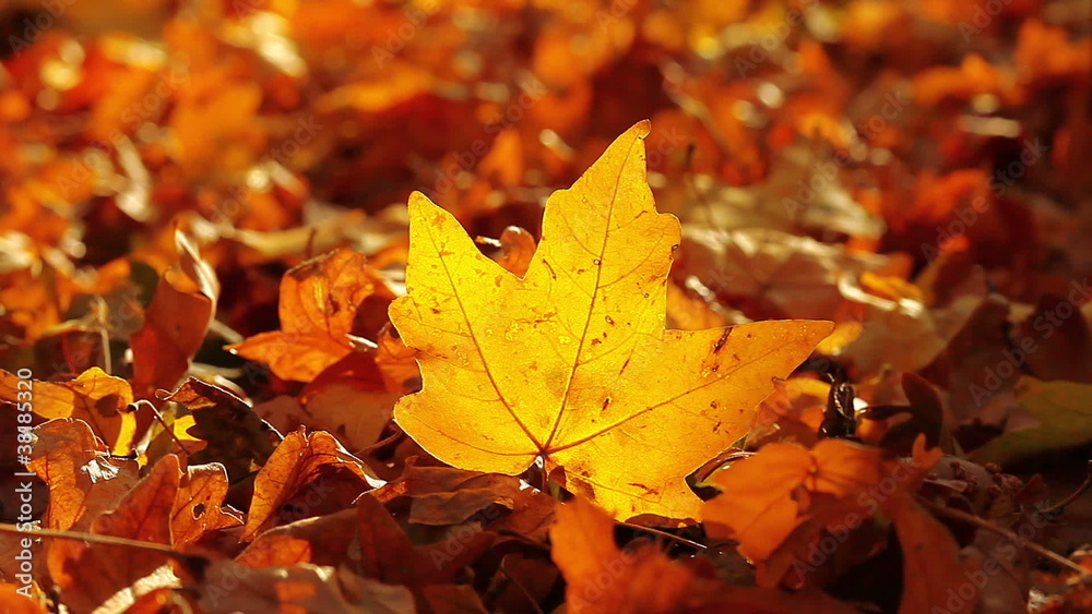 autumn foliage