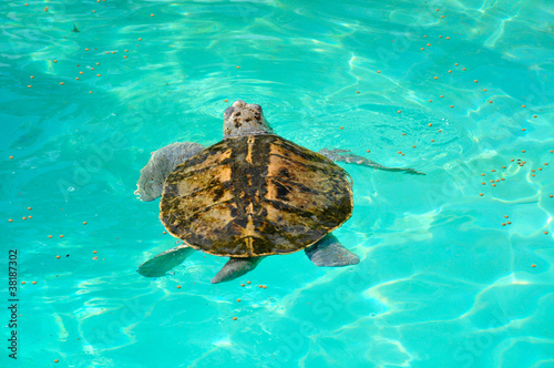 kemp's ridley turtle lora swimming in caribbean sea