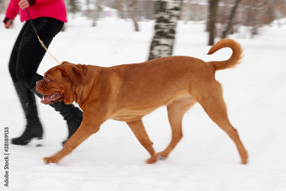 dog runs on snow-covered park with owner dog runs on snow-covered park with owner