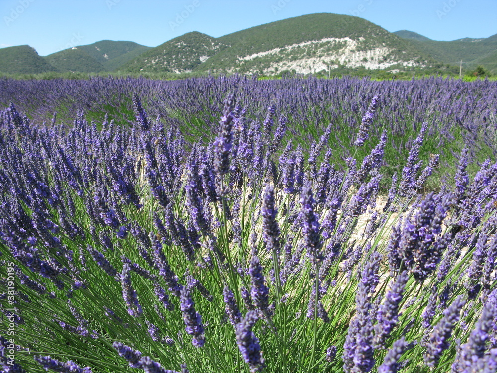 Obraz premium Provence : touffe de lavande (gros plan) devant la montagne