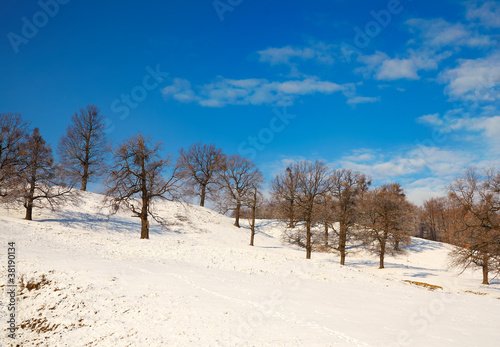 Oaks in winter