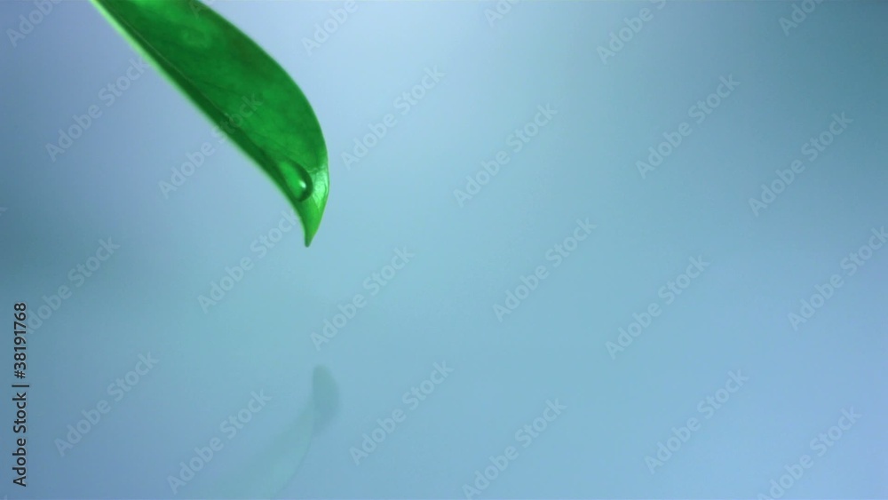 Leaf with water drop, Slow Motion
