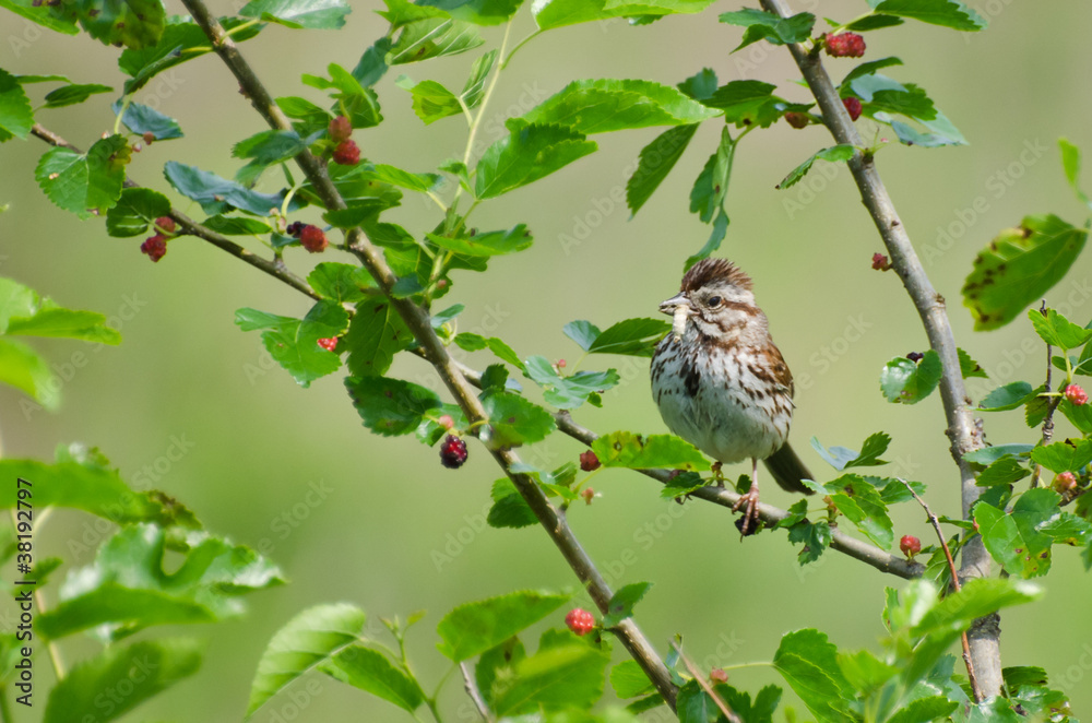 Sparrow Eating Insect in Berry Bush Sparrow Eating Insect in Berry Bush