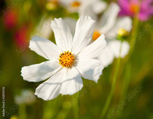 flowers growing