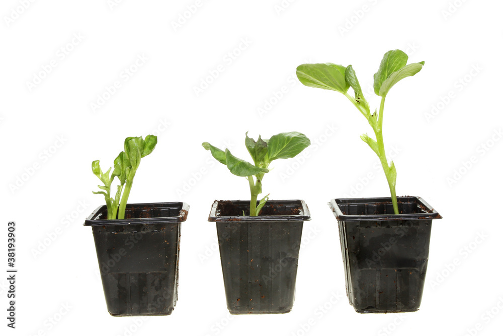 Three broad bean plants Three broad bean plants