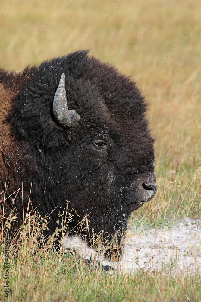 Fototapeta premium American Bison (Buffalo) Close-up