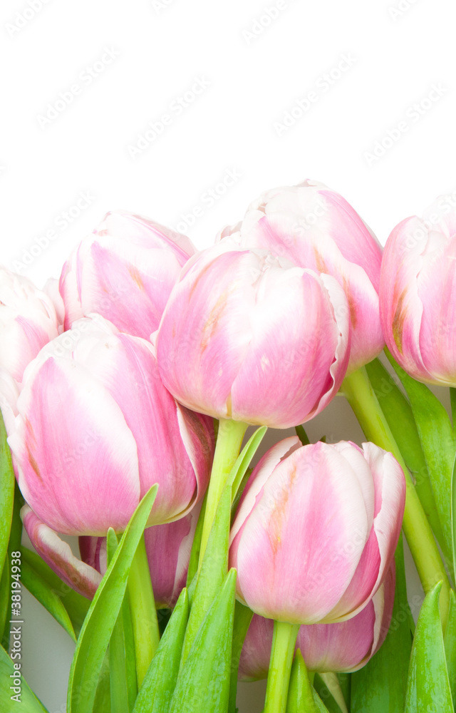 pink tulips