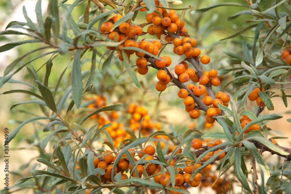 Fototapeta premium sea-buckthorn