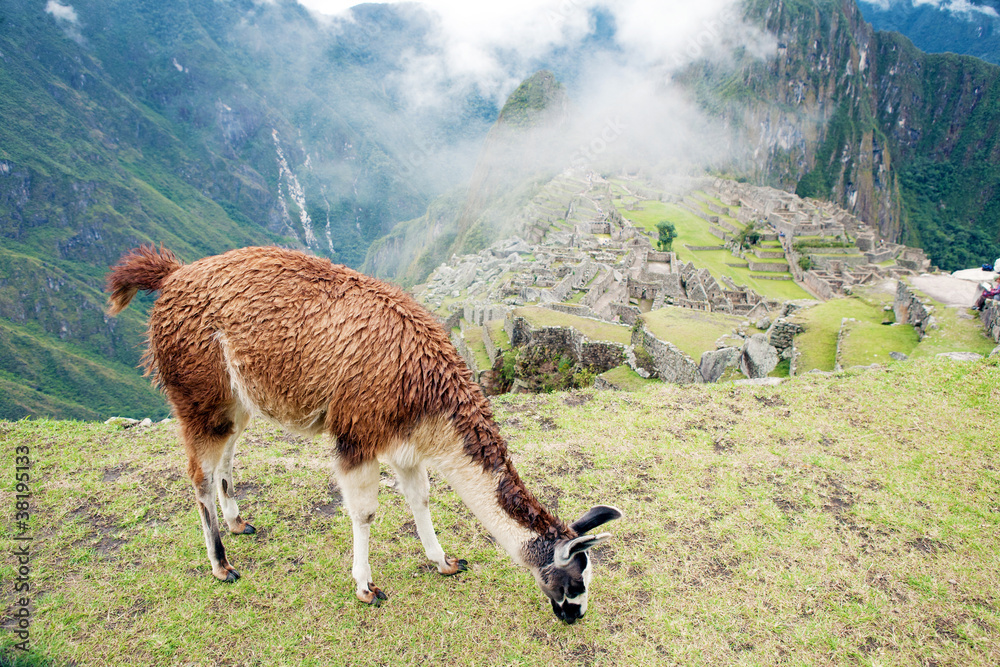 Llama at Lost City of Machu Picchu - Peru