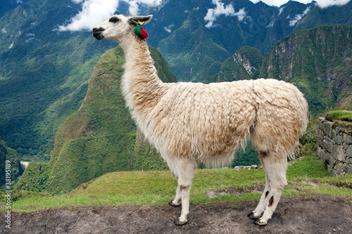 Llama at Lost City of Machu Picchu - Peru © Mirma
