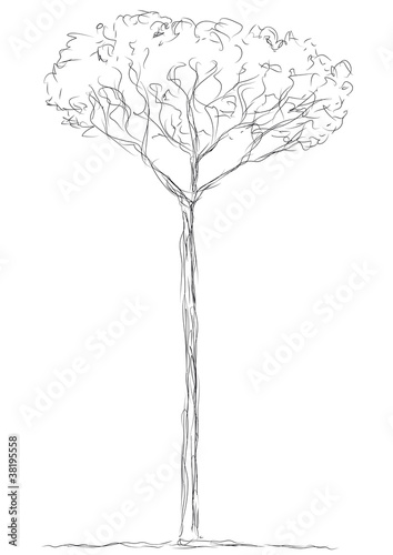 albero