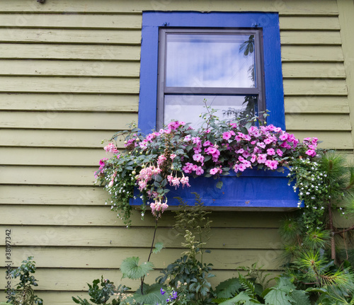 Window box with flowers