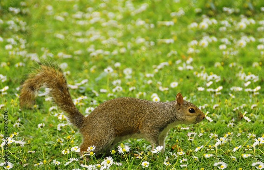 Squirrel Squirrel