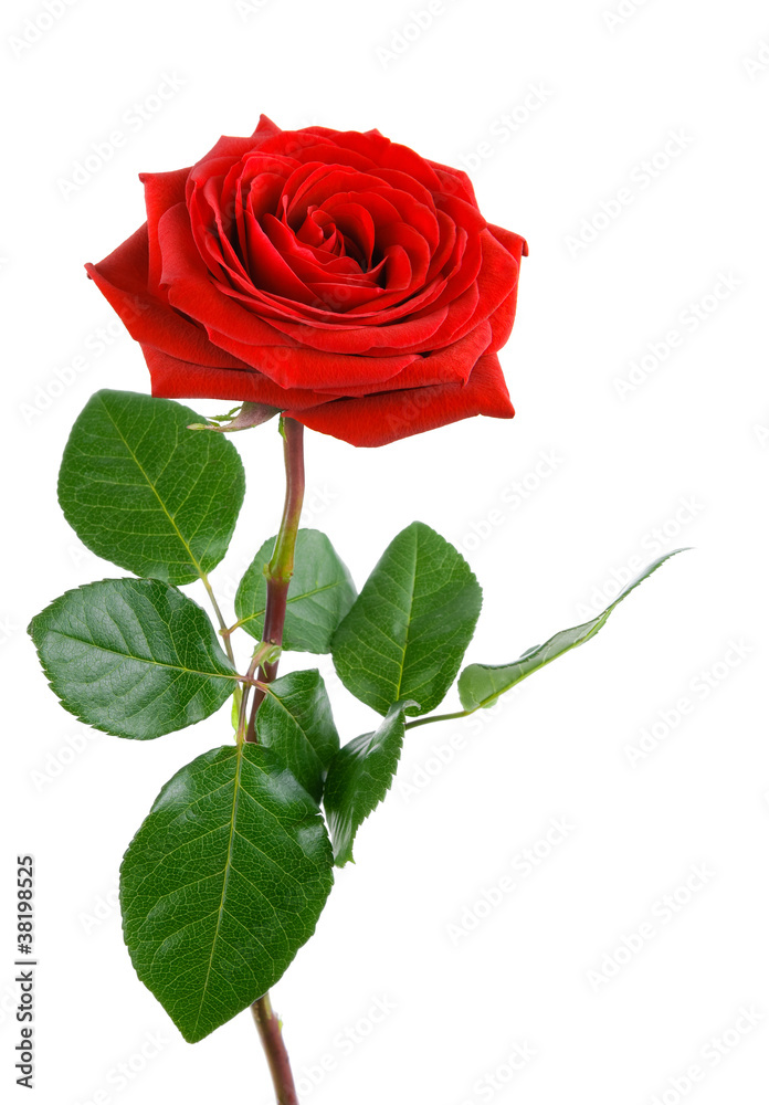 Naklejka premium Idealna róża