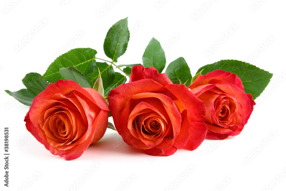 Drei rote Rosen auf weiß Stock Photo | Adobe Stock