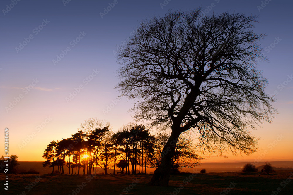 silhouetted trees at sunset